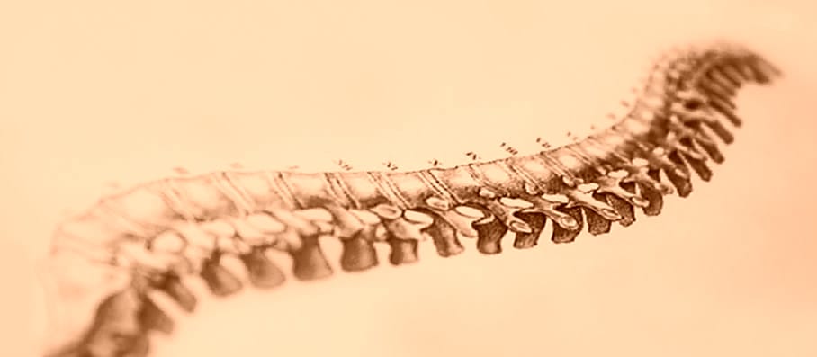 Why Your Spine Is Like Your Teeth 4 green spine