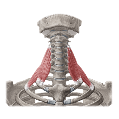 Top 3 Things About Neck Pain 1 Top 3 Things About Neck Pain