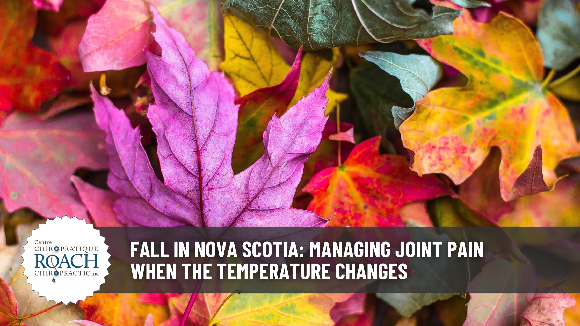 Fall in Nova Scotia: Managing Joint Pain When the Temperature Changes 1 a collage of multi-colored leaves, signifying the fall/autumn season
